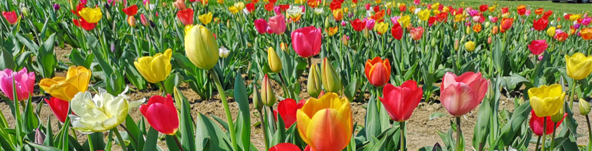 Schwäbischer Albverein | Ortsgruppe Neckarhausen