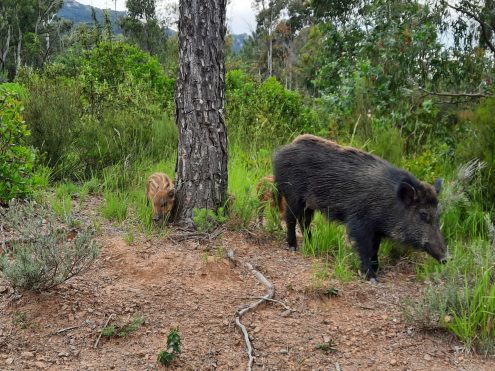 Wildschwein mit Frischlingen | Foto: Bernd Euchner