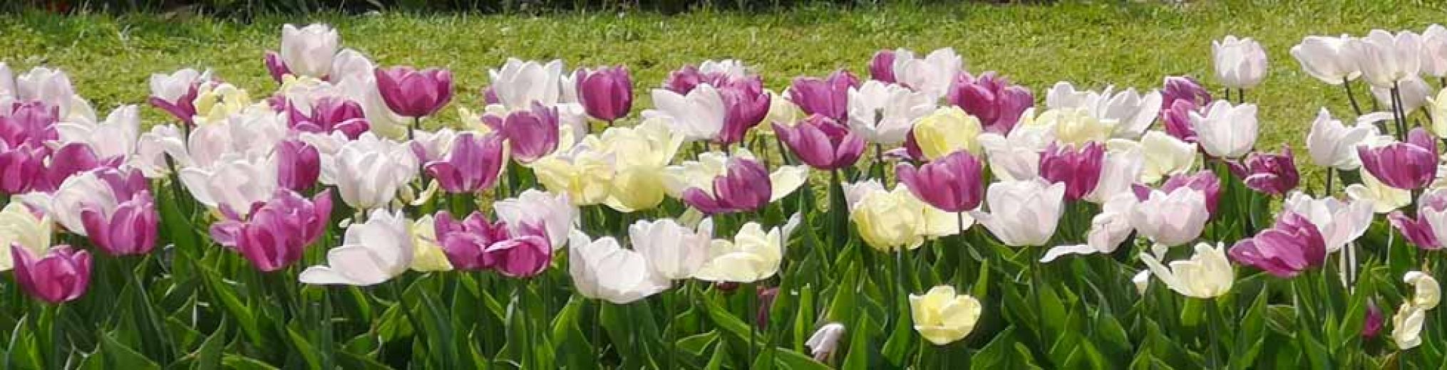 Schwäbischer Albverein | Ortsgruppe Neckarhausen